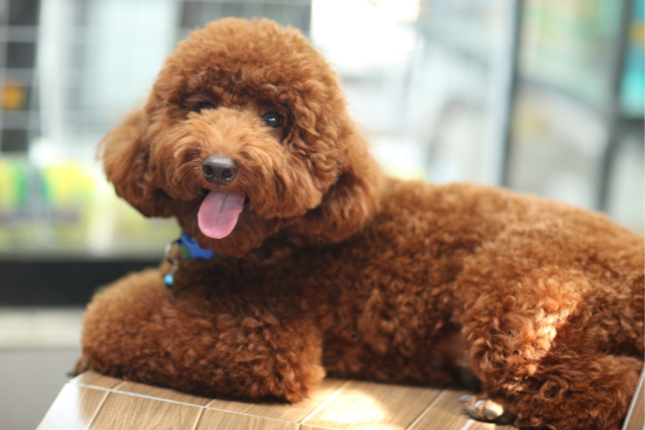 miniature golden doodle laying down smiling with its tongue out