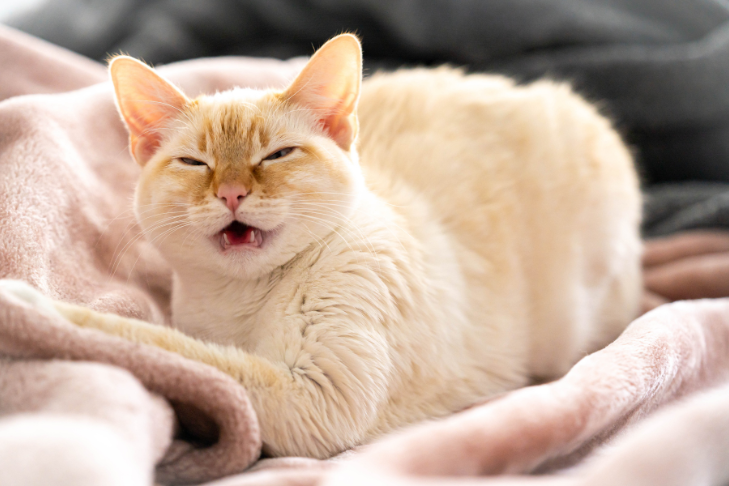 Why Is My Cat Sneezing?