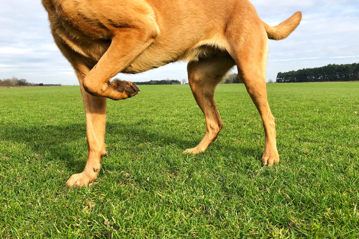 Types of joint problems in dogs