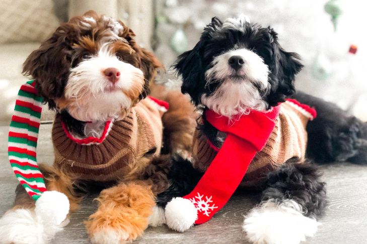 puppies and dogs during the winter, cold weather, snow, holidays, christmas