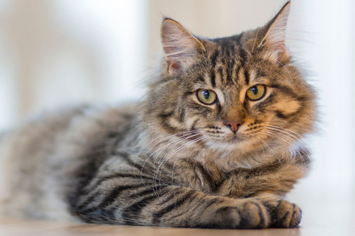 How to Care for Your Cat’s Fur