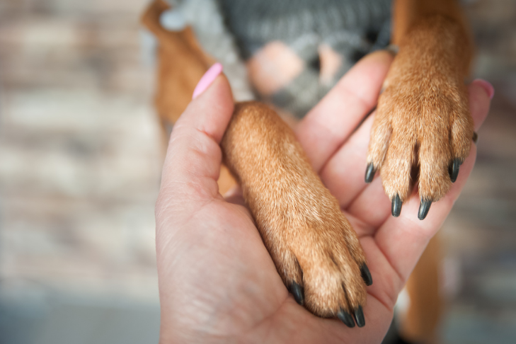 dog paws dry skin