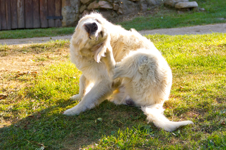 aftercare for flea and tick bites on pets