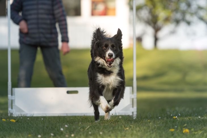 border collie cbd