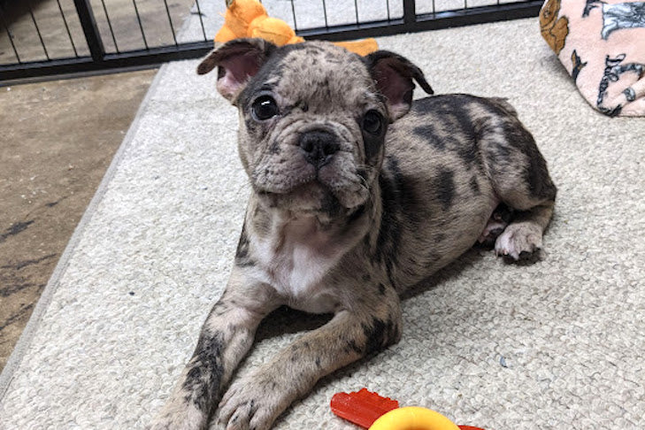 french bulldog boston terrier puppy fiona