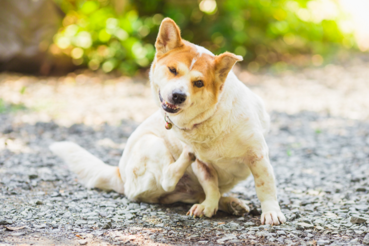 Hot Spots on Dogs: Causes, Symptoms, and Treatment
