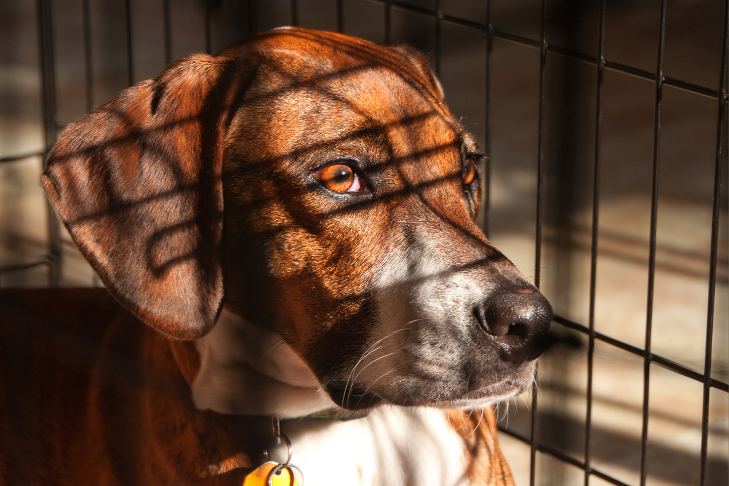How Long Can Dogs Be Left Alone?