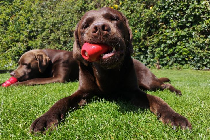4 Easy DIY Kong Recipes for Dogs with Whole Food Ingredients