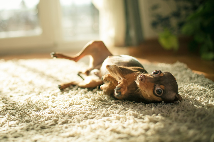 How Much CBD Should XS &amp; Extra Small Dogs Get?