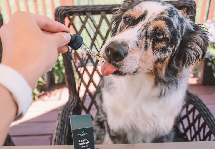 australian shepherd with cbd oil dropper in mouth