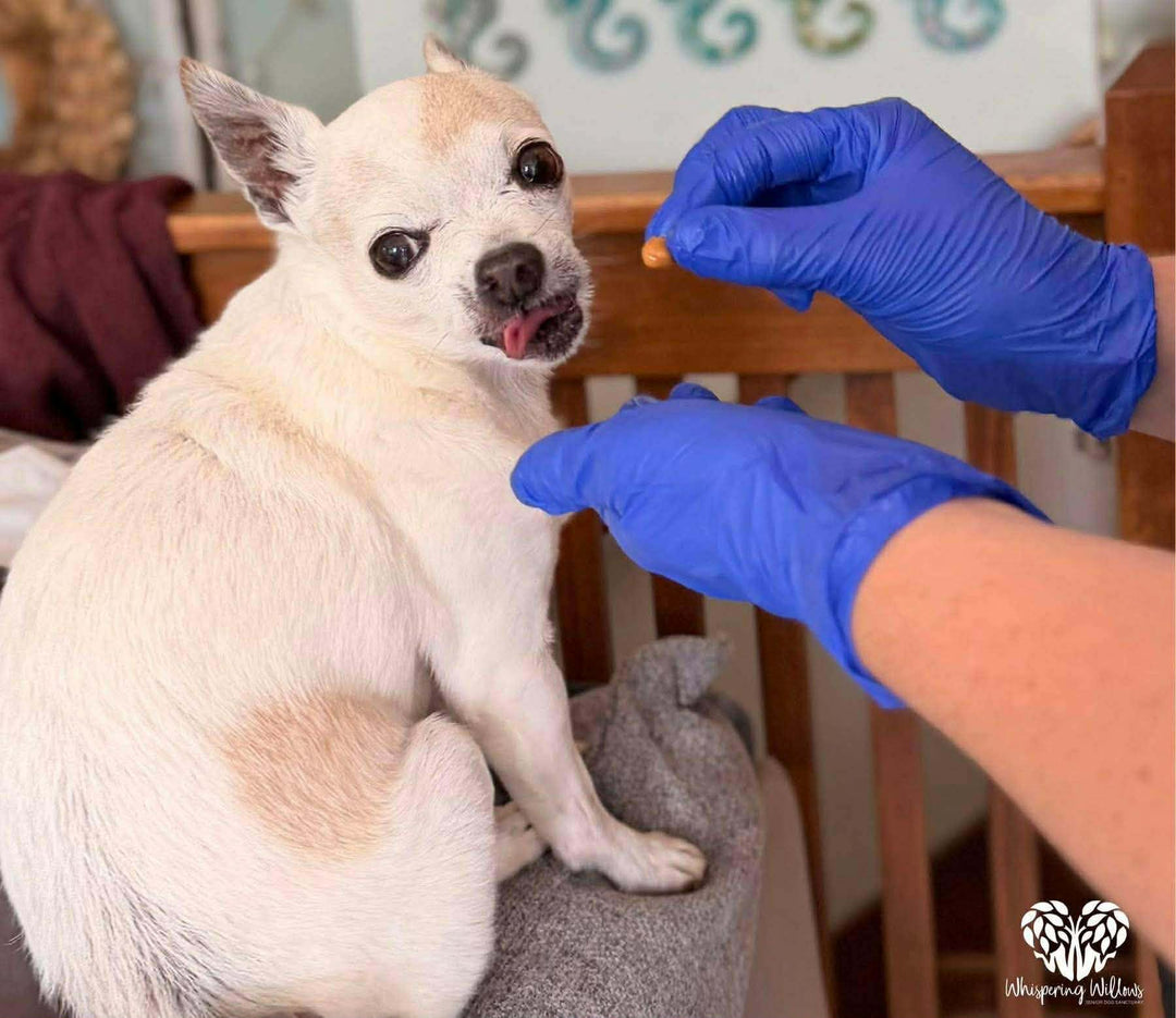 Caring for Senior Dogs as They Age